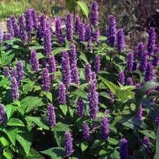 Heirloom Agastache Mexicana Flower Seeds for Garden Planting, Non-GMO, Aromatic Blooms for Pollinators - Agastache for planting in home garden