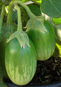 Green Eggplant Solanum melongena for planting in home garden