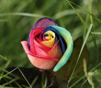 Rose Rosa hybrida Flower Seeds for Planting Holland Rainbow Variety in Backyard Garden
