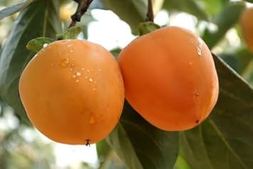 Orange Tomato Vegetable Seeds for Planting, heirloom & Non-GMO Seeds