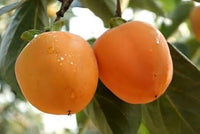 Orange Tomato Vegetable Seeds for Planting, heirloom & Non-GMO Seeds