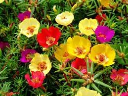Carpet Moss Rose Flower Seeds for Planting for planting in home garden