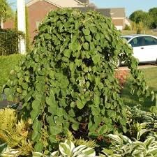 Mulberry Seeds, Ideal for Growing Sweet and Juicy Mulberries 100 pcs