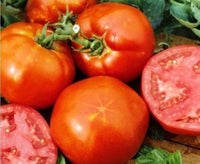 Homestead tomato heirloom variety seeds for planting in home vegetable gardens