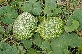 Calabaza Cabello Vegetable Seeds for Planting, heirloom & Non-GMO Seeds