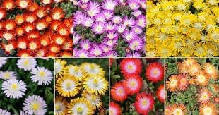 Heirloom Delosperma Flower Seeds for Garden Planting, Non-GMO, Ice Plant Blooms for Ground Cover - Delosperma for planting in home garden