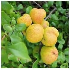 New Fresh 15pcs Yellow Cydonia Pome Fruit Seeds - Aromatic, Fragrant Quinces to Grow at Home 100 pcs