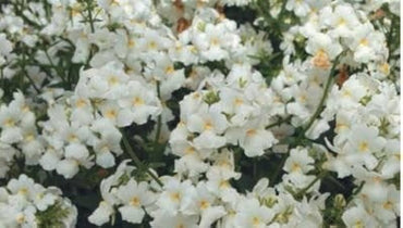 Nemesia Poetry White flower seeds (pelleted) for soft white garden edging