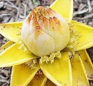 Yellow Lasiocarpa Fruit Seeds - 5pcs for Exotic Plant Growth 100 pcs