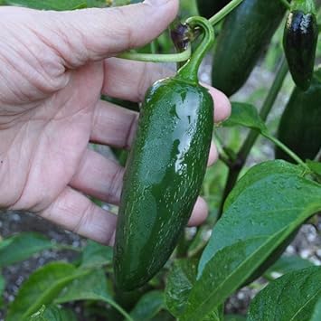 Chili Pepper Seeds for Planting - 100 pcs