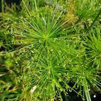 Heirloom Papyrus Plant Seeds for Garden Planting, Non-GMO, Ornamental Water-Loving Foliage