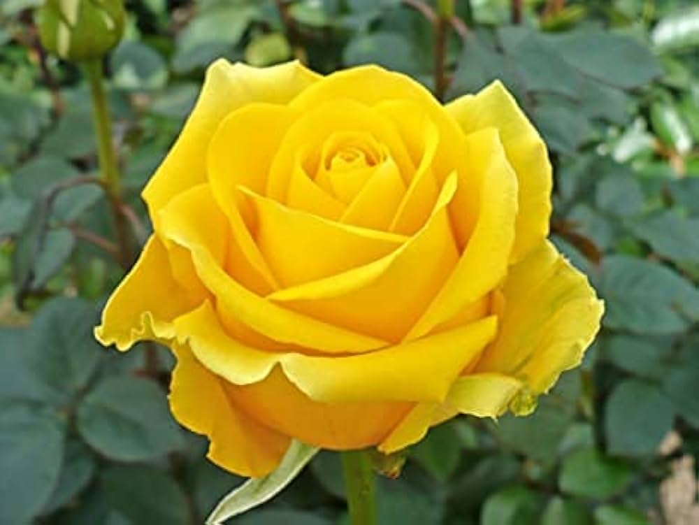 Yunnan Yellow Rose Rare Flower - for planting in home garden