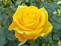 Yunnan Yellow Rose Rare Flower - for planting in home garden