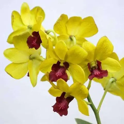 Phalaenopsis Orchid Yellow Miniature Flower Seeds for Home Garden