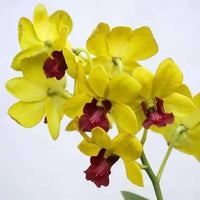 Phalaenopsis Orchid Yellow Miniature Flower Seeds for Home Garden
