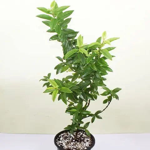 Organic Guava Seeds – Fruit Tree