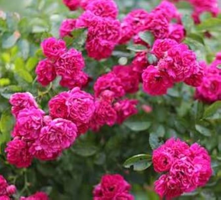 Climbing Rose Rosa chinensis Flower Seeds for Planting Pink Variety in Backyard Garden
