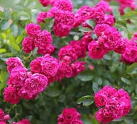 Climbing Rose Rosa chinensis Flower Seeds for Planting Pink Variety in Backyard Garden