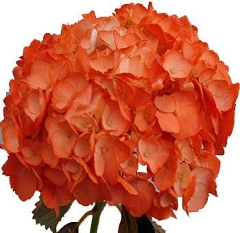 Organic Heirloom Non-GMO Orange Hydrangea Flower Seeds for Planting – Ornamental Blooms