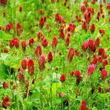 Heirloom Crimson Clover Plant Seeds for Garden Planting, Non-GMO, Vibrant Cover Crop Blooms for planting in home garden