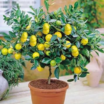 Lemon Citrus limon seeds for garden planting