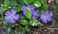 Heirloom Non-GMO Blue Vinca Flower Seeds for Colorful Ground Cover and Garden Planting