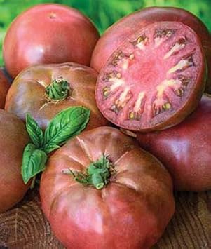 Dark Maroon Tomato Solanum lycopersicum for planting in urban garden