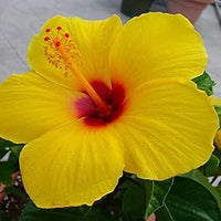 Heirloom Non-GMO Hibiscus Seeds – Premium Clear Variety for Thriving Blooms