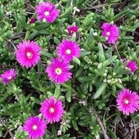 Heirloom Drosanthemum Hispidum Flower Seeds for Garden Planting, Non-GMO, Hardy Ice Plant Blooms