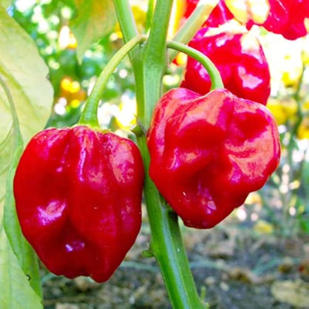 Red Habanero Pepper Capsicum Chinense Vegetable Seeds for Planting in Kitchen Garden and Raised Beds