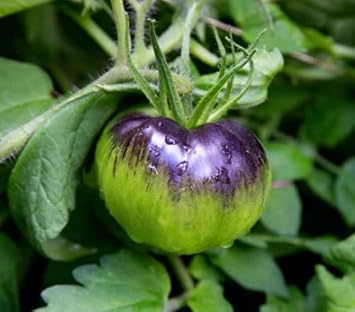 Violet Green Tomato Seeds for Planting heirloom & Non-GMO Seeds