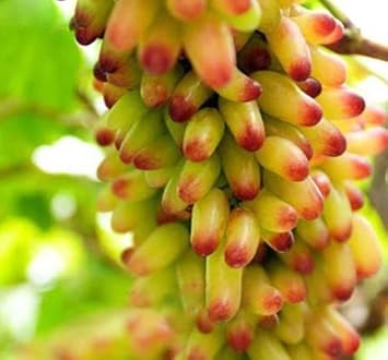 Yellow and Red Grape Fruit Seeds Perfect for Colorful Vineyards- Heirloom & non GMO seeds