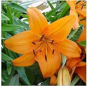 Perfume Lily Flower - for planting in home garden