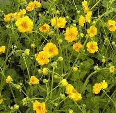 Geum Chiloense Flower Seeds – Heirloom Non-GMO Seeds for Vibrant Perennial Garden Planting