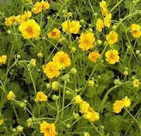Geum Chiloense Flower Seeds – Heirloom Non-GMO Seeds for Vibrant Perennial Garden Planting