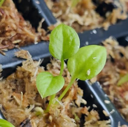 Anthurium Andraeanum Flower Seeds – Balcony & Garden