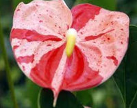 Heirloom Non-GMO Anthurium Bonsai Flower Seeds for Planting – Exotic Miniature Indoor Blooms