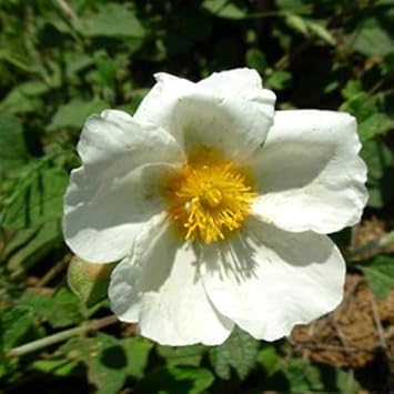 Heirloom Creticus Flower Seeds, Non-GMO Hardy Mediterranean Blooms for Drought-Tolerant Garden Planting