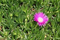 Native Pigface Flower Seeds – Heirloom Non-GMO Seeds for Coastal and Drought Garden Planting