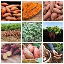 Mixed Sweet Potato Vegetable Seeds for Planting – Heirloom, Non-GMO, High-Yielding Varieties