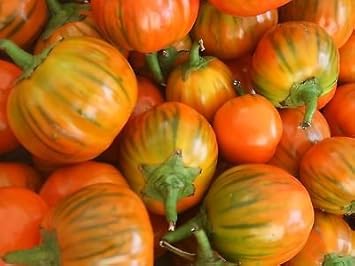 Orange Turkish Pepper Capsicum annuum seeds for garden planting