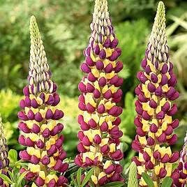 Heirloom Non-GMO Violet Yellow Lupine Flower Seeds Blooms for Garden Planting for planting in home garden