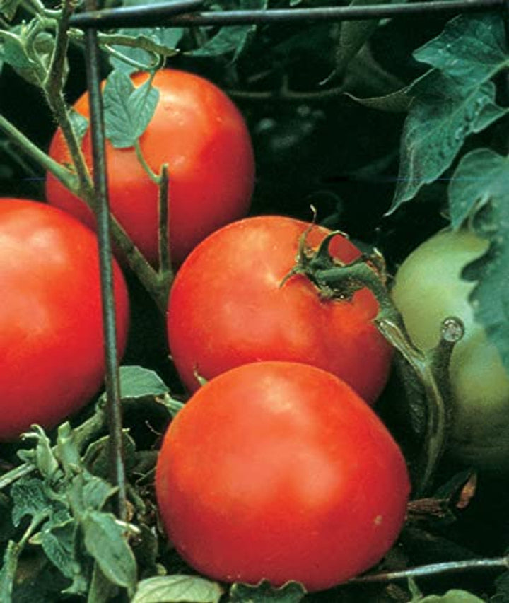Burpee Celebrity Hybrid Red Tomato Seeds Heirloom Non-GMO Vegetable Seeds