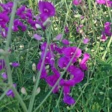 Heirloom Non-GMO Swainsonia Flower Seeds for Planting – Delicate Blooms for Cottage and Wild Gardens
