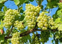 Grape Fruit Seeds for Planting- Light Green Color Variety, GMO Free, Garden Seeds for Home