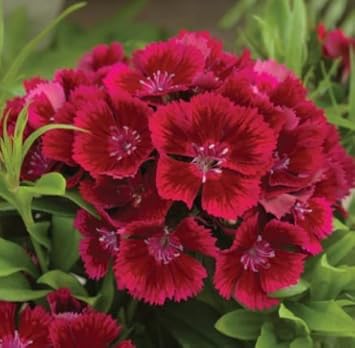 Heirloom Non-GMO Maroon Dianthus Flower Seeds for Garden Planting – Rich-Colored Fragrant Blooms