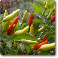 Chilli- Fire and Ice