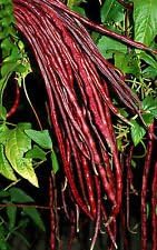 Red Long Bean Seeds for Planting heirloom & Non-GMO Seeds