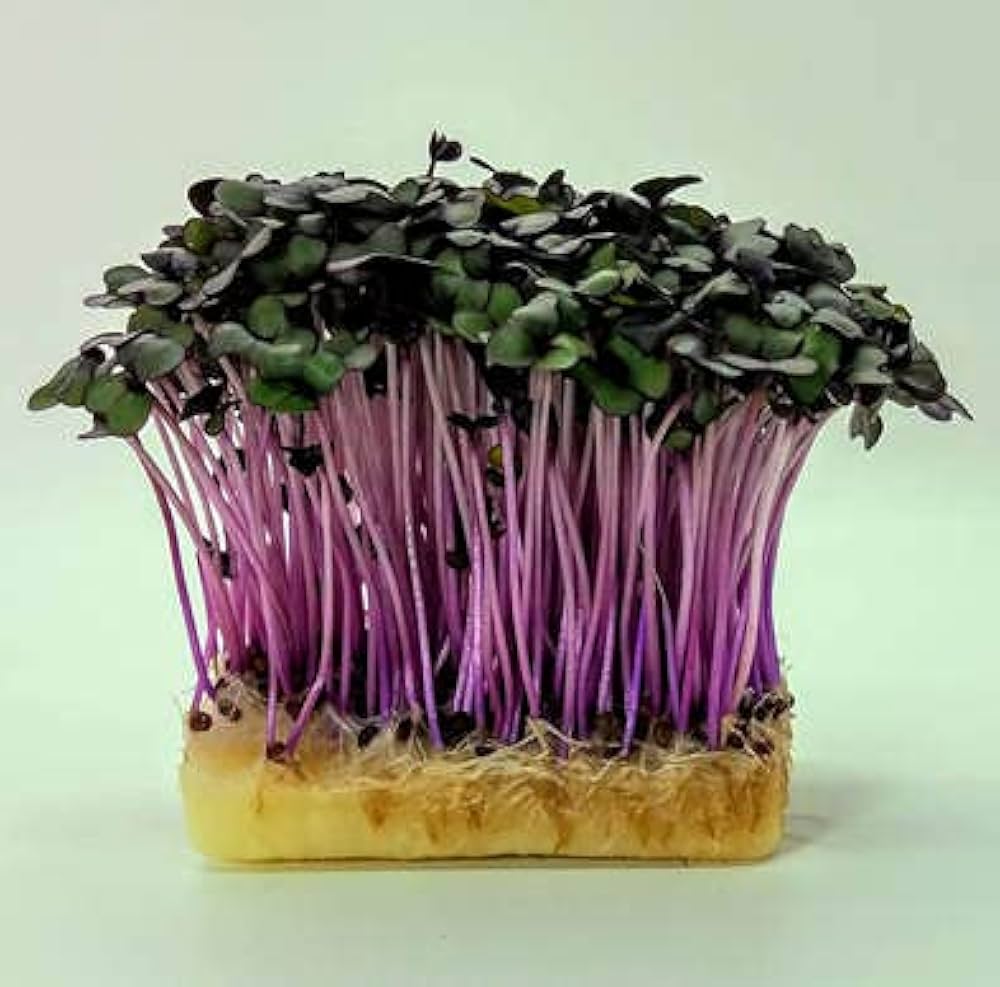 Cabbage, Red – Organic Microgreen Seed