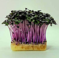 Cabbage, Red – Organic Microgreen Seed